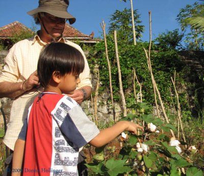 Wija showing Peter the cotton plants