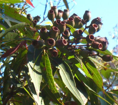 Eucalyptus Fruits