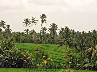 Rice Terraces