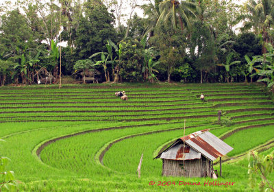 Intense Human Effort Creates These Rice Terraces
