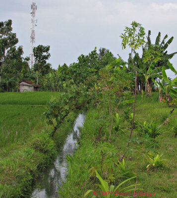Irrigation Canals Needed for Rice Terraces