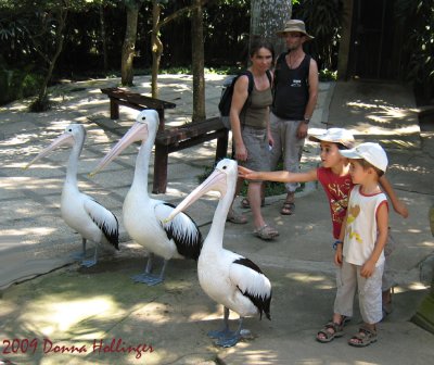 Australian Pelicans almost bigger than the kids