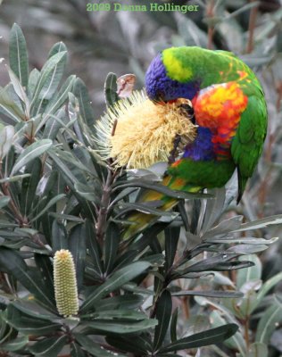 Rainbow Lorikeet Eating Banksia Seed