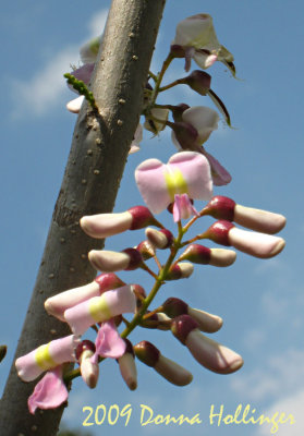 Legume Blossum's Pastels