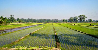 Wet Rice Plantings