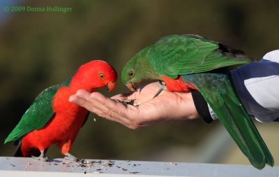King Parrots (Male and Female)