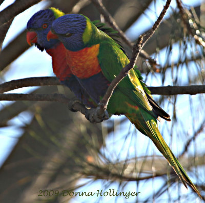 Two Rainbow Lorikeets