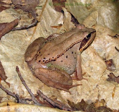 Rana sylvatica