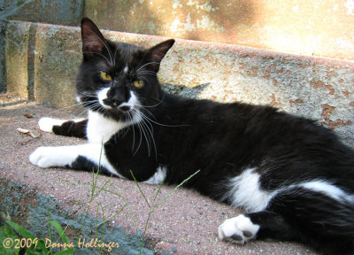 Tuxedo Kitty Tobias