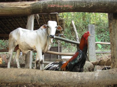 Iskandars Cow and Cock