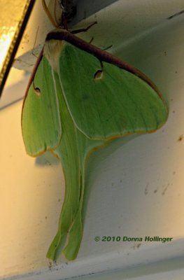 Luna Moth under my outside light!