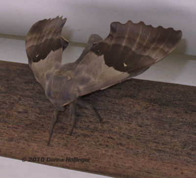 Modest Sphinx moth Pachysphinx modesta