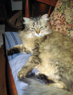 Annis cat Poco, Her Bedroom Eyes Routine