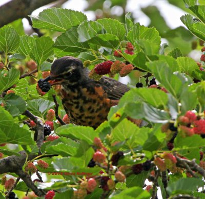 Young Robin Gobbling Mulberries