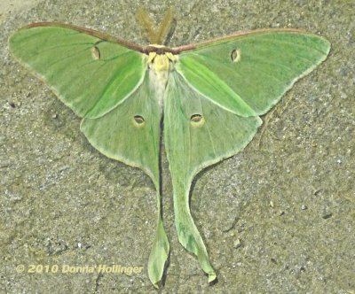 Luna moth on the Stairs