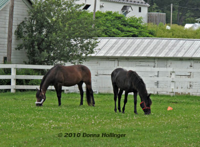 Two Morgan Horses