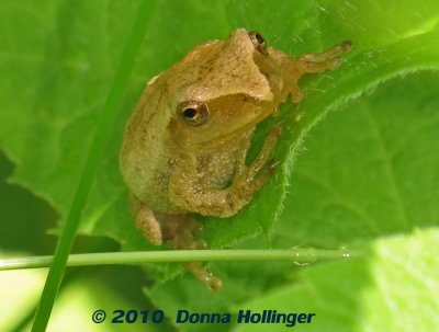 Spring Peeper (Pseudacris crucifer)  on a leaf