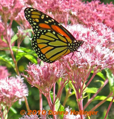 Male Monarch on Joe Pyeweed