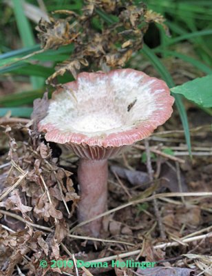 A Rose and Beige Mushroom