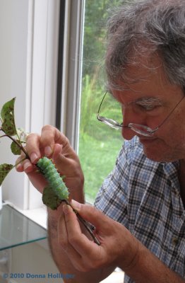 Peter picking tachinid fly eggs off the cecropia moth caterpillar
