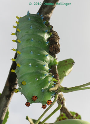 Cecropia Moth Caterpillar with Tachnid Fly Eggs
