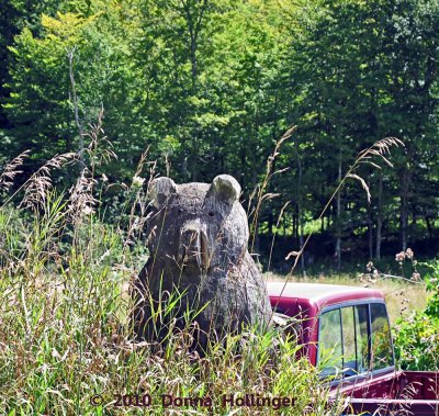 Roadside Bear