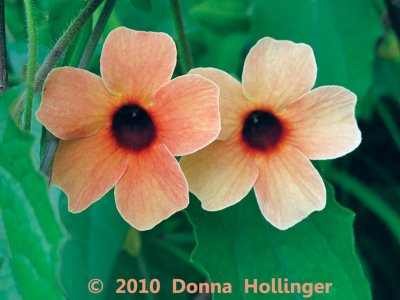 Twin Thunbergia Blossums