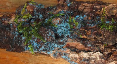 Colorful Bark Fungi Lee Found