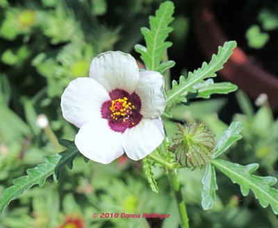 Yellow and Ruby Mallow