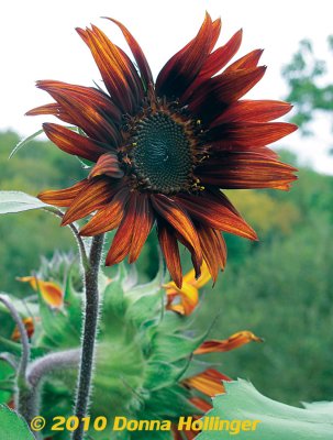 Vermont Sunflower with Overcast Sky