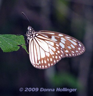 Brown, Blue and White Butterfly