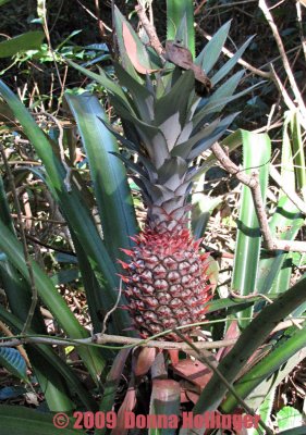 Pineapple Growing in the Forest