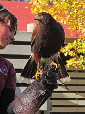 Harry, The Harris' Hawk