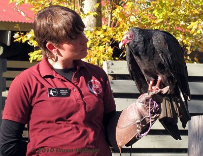 Female Vulture and Noella