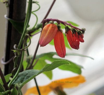 Ipomea lobata (Mina lobata)