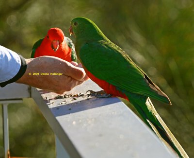 King Parrots Feeding out of Peter's hand