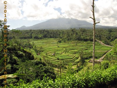 Batur Lurking Behind Rice Terraces