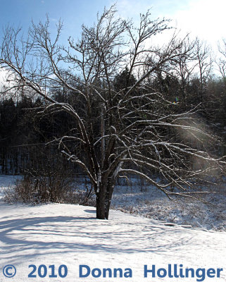 Apple Tree Outlined in Snow