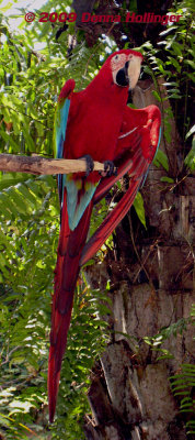 Scarlet Macaw from the Amazon