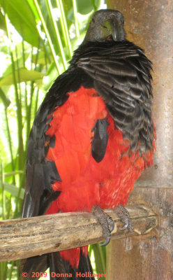 Pesquit's Parrot