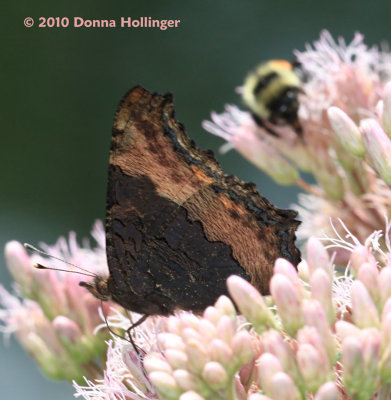 Milbert's Tortoiseshell on Joe Pye Weed