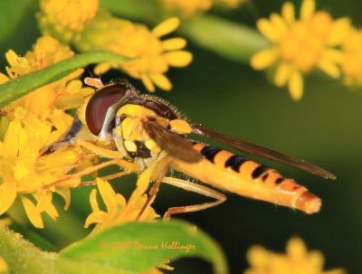 Syrphid on St johns Wort Flowers
