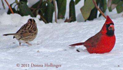 Feeding on the snow, A Sparrow and a Cardinal