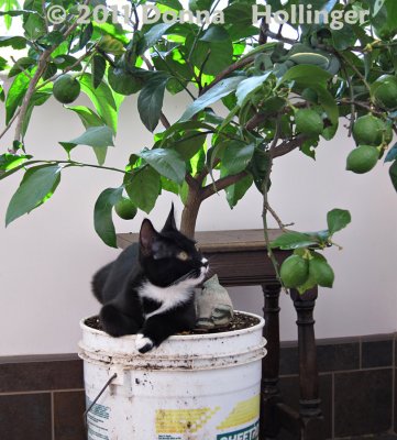 Jimi Watching the Lemons Grow