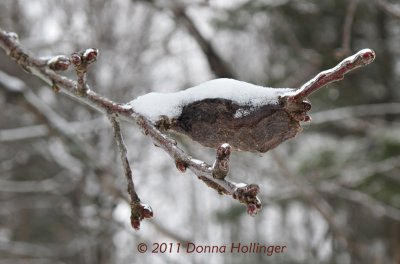 Mr. Cecropia Hanging Around