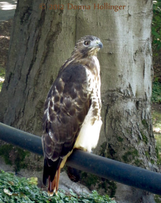 Redtailed Hawk At Mount Auburn Cemetery