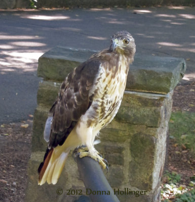 Redtailed Hawk At Mount Auburn Cemetery