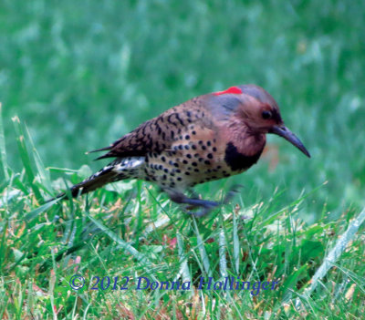 Eastern Flicker