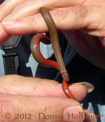 Red Bellied Snake