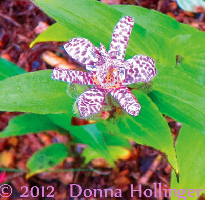 Tricyrtis...toad lily just starting to bloom!